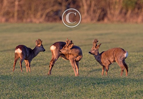 Three  Roe Deer at the end of Winter 3